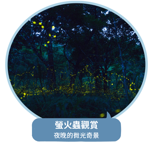 螢火蟲觀賞